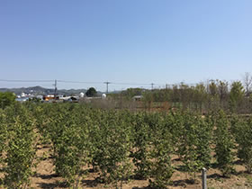 新田ナーセリー