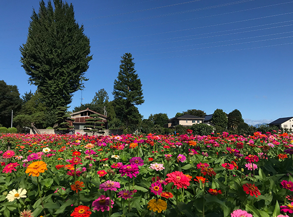 Flower Viewing Project