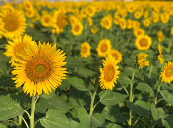 Flower Viewing Project